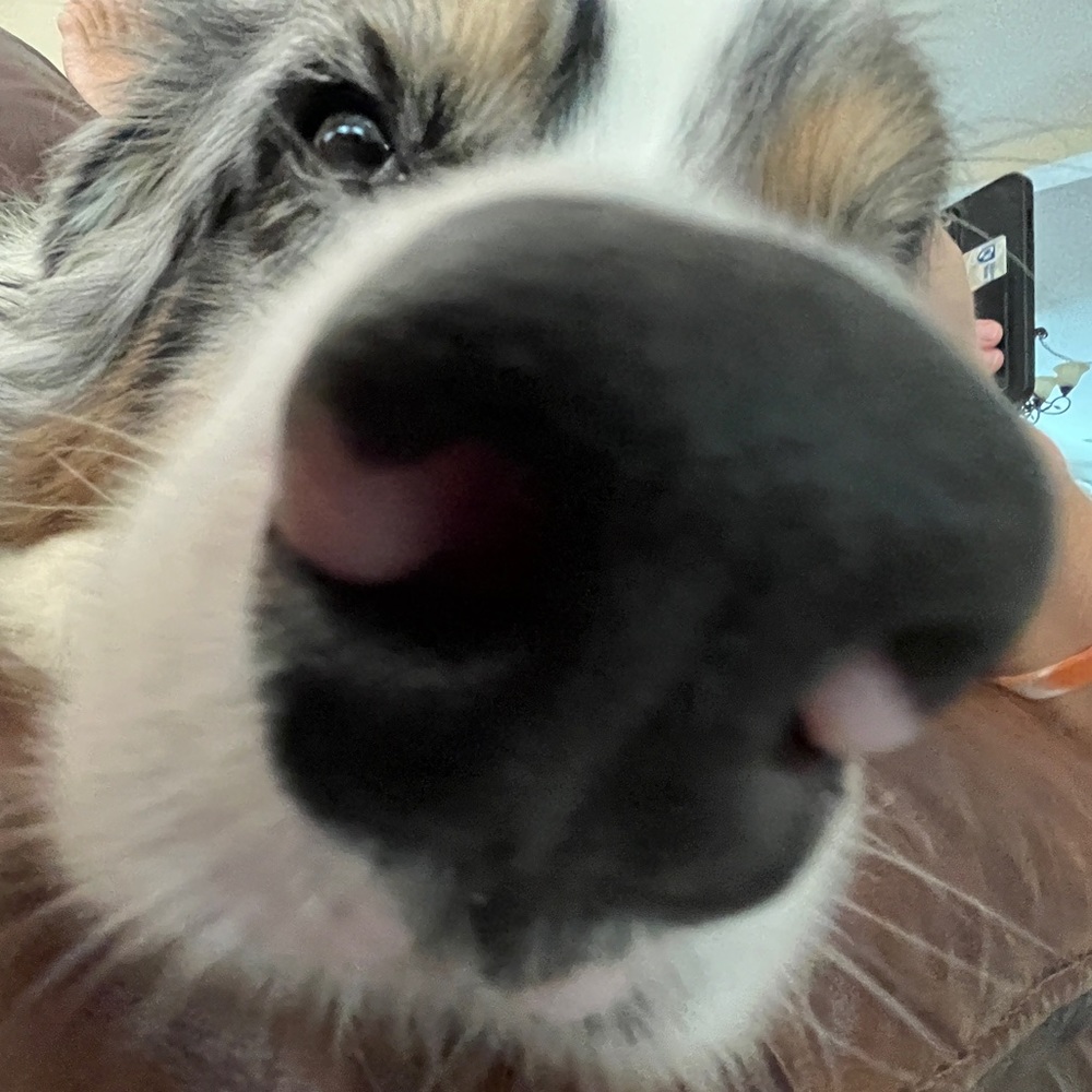 Meet your Posher, Maisie
